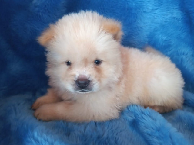 chow chow pedigree