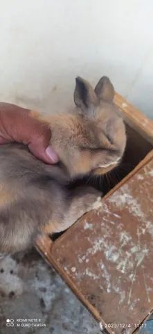 Vende-se filhotes de coelhinhos muito lindos  - Foto 2