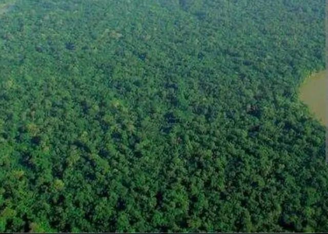 Terra barata 210 reais o hectare no Amazonas  - Foto 2