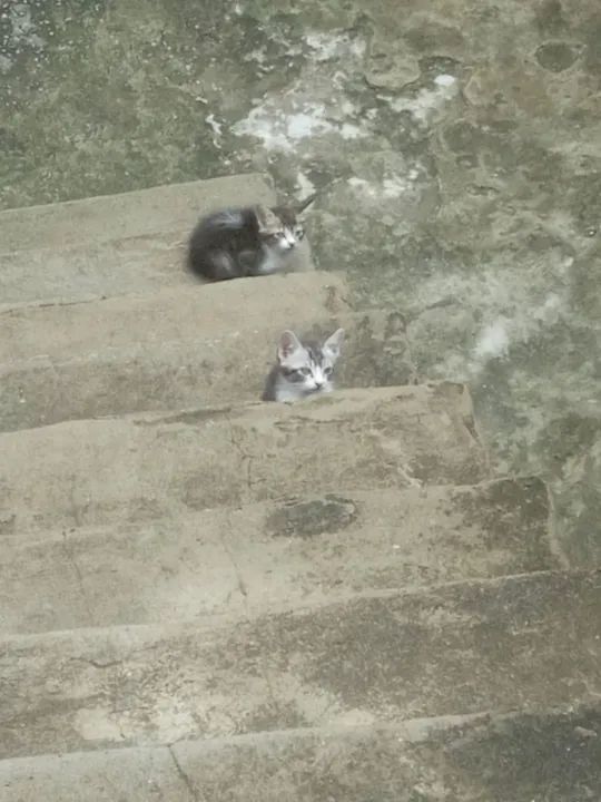 Gatos para doação  - Foto 2