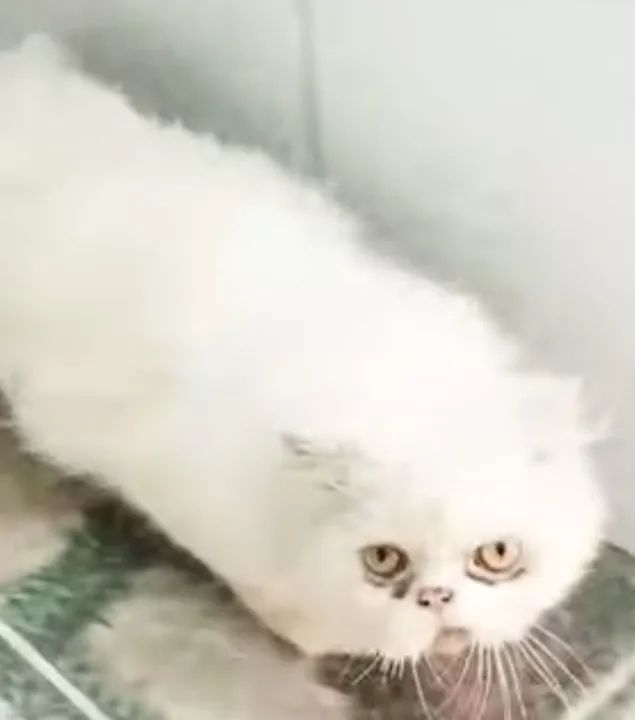 Lindos gatos - Foto 3