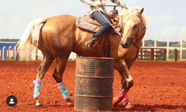 Potra  Quarto de Milha PO registrada  - Foto 3