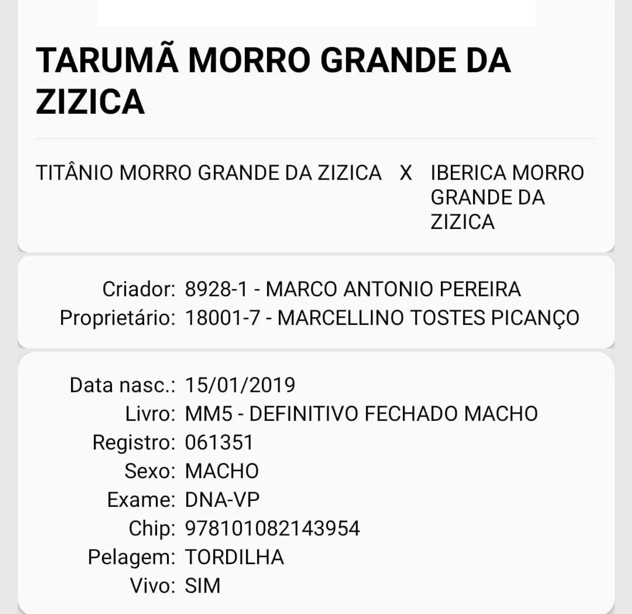 Vendo cavalo - Cavalos e acessórios - Braunes, Nova Friburgo 1321971203 |  OLX