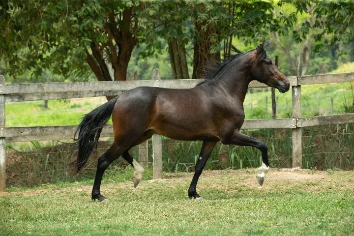 Cavalo Mangalarga Marchador - Foto 3