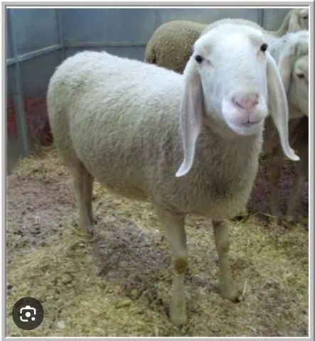 CARNEIRO BERGAMACIA PURO