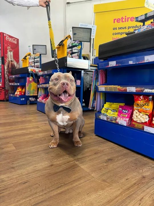 American Bully procura-se fêmea para cruzar. - Foto 2