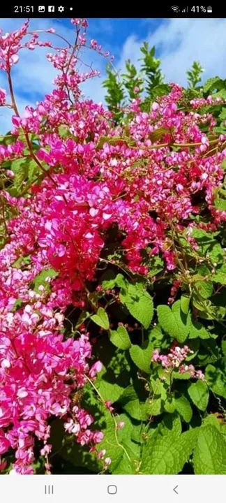 Frutíferas. Arbustos. Trepadeiras. - Foto 4