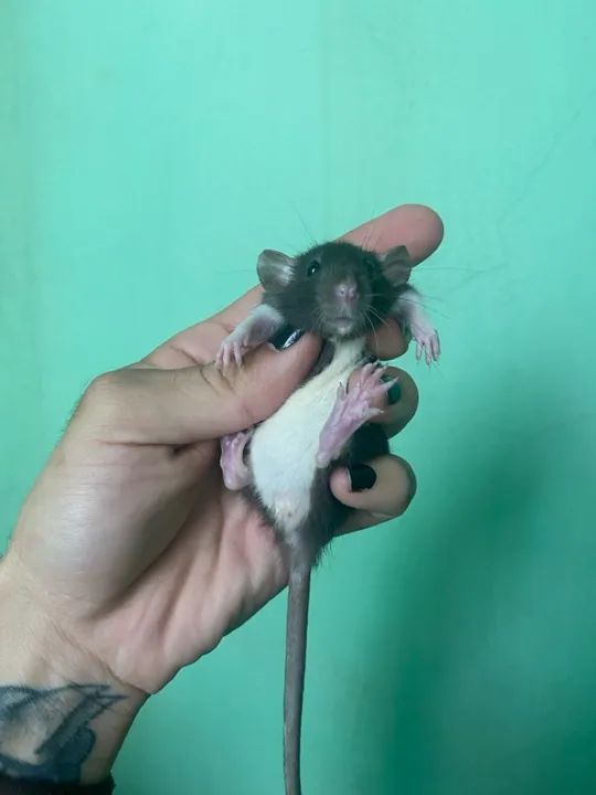 Ratinhos mercol/twister Dumbo, p/ PET  - Foto 5