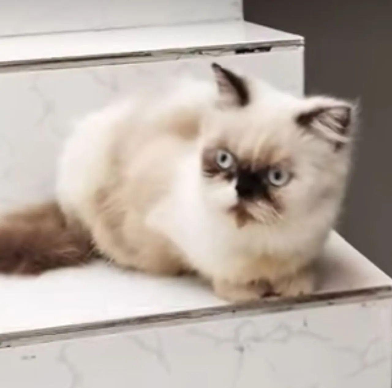 Lindos gatos - Foto 2