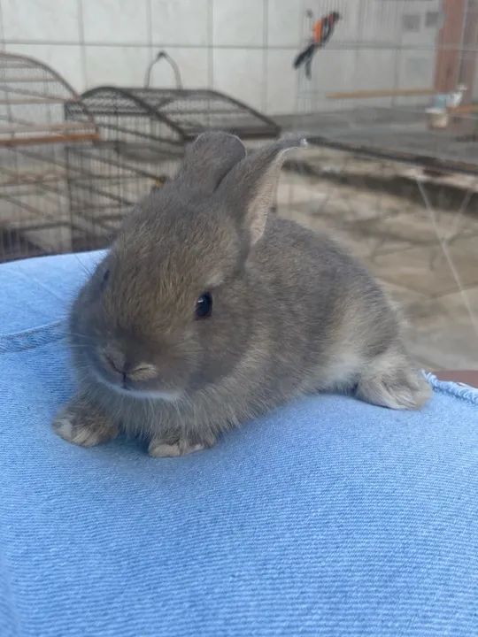 Coelho fofinho