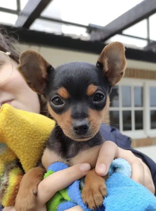 Pinscher em 12x cartão