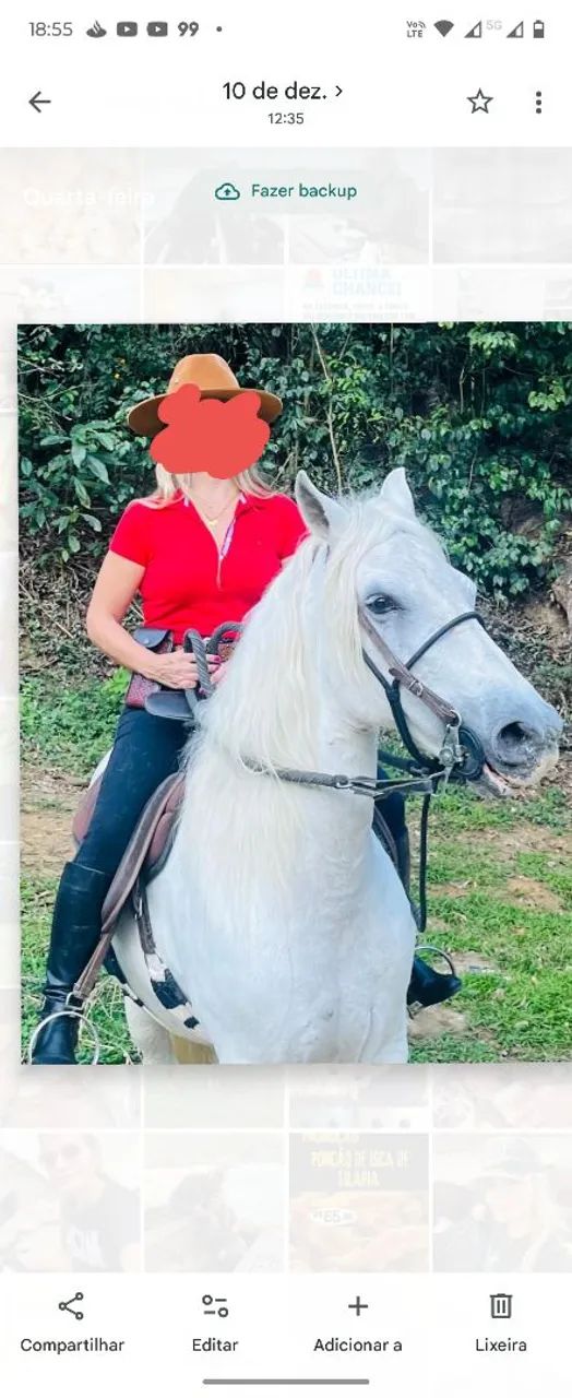 Cavalo mangalarga marchador  - Foto 2