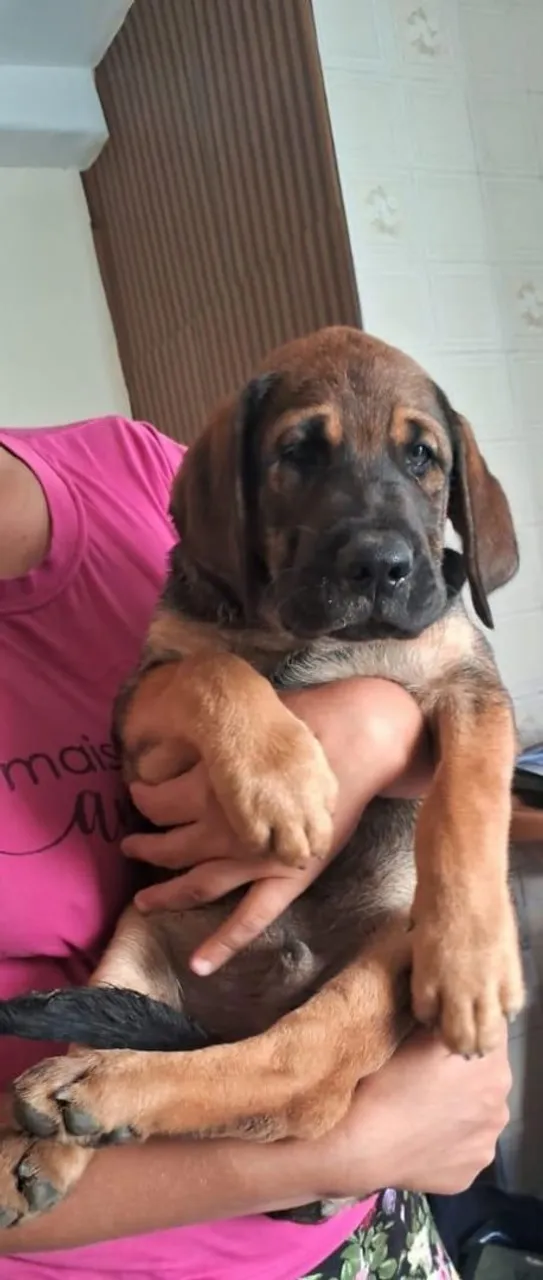 Filhote de Labrador macho 