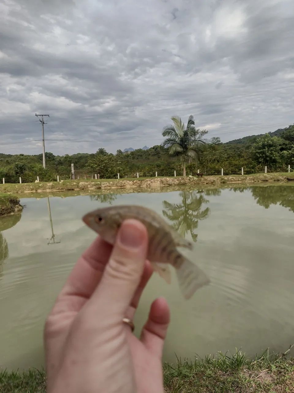 Aluguel de casa de campo com piscina  - Foto 6