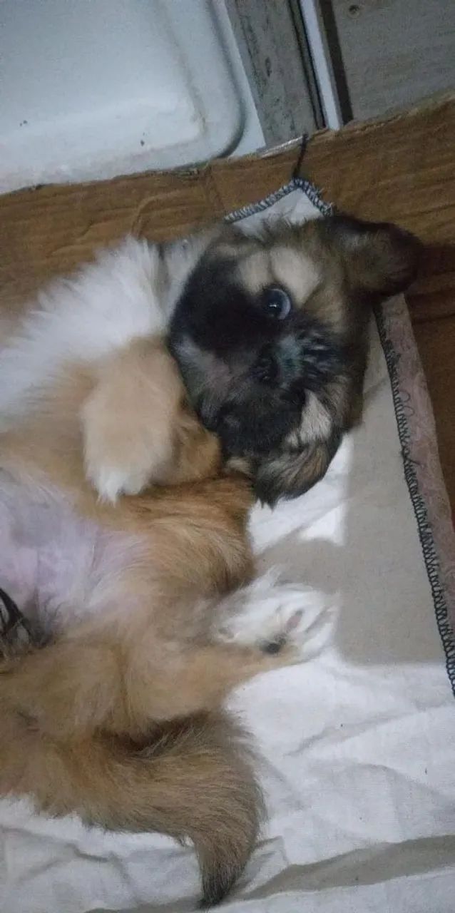 Vendo filhote de shitzu fêmea está com 49 dias  - Foto 2