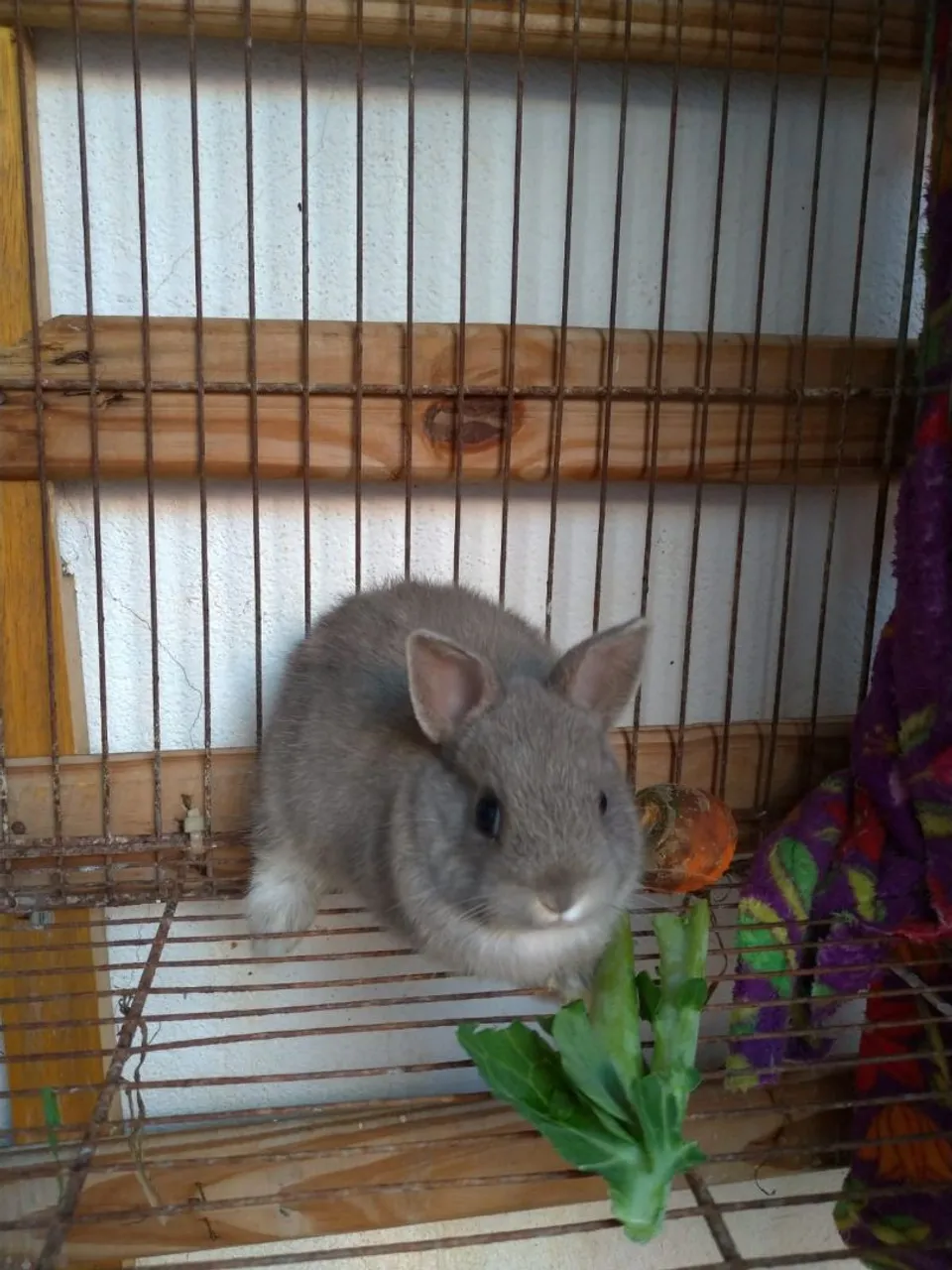 Mini Coelho