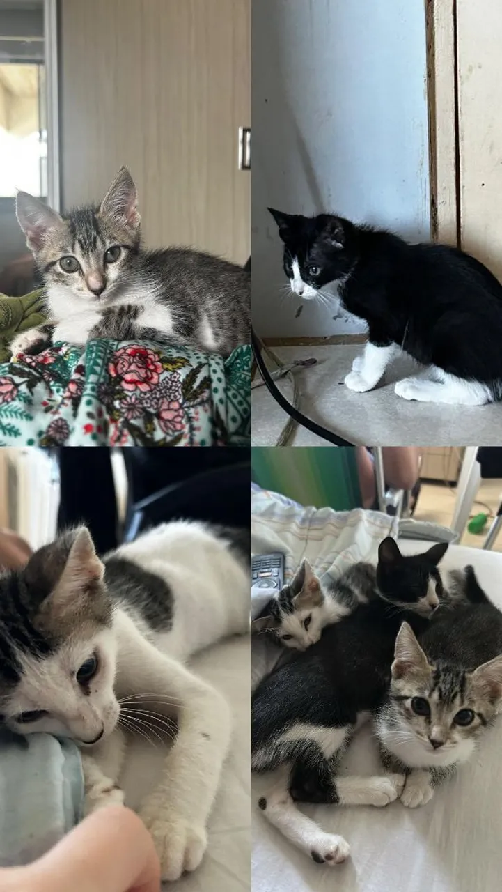 Gatinhos para adoção: filhotes fofos e brincalhões!