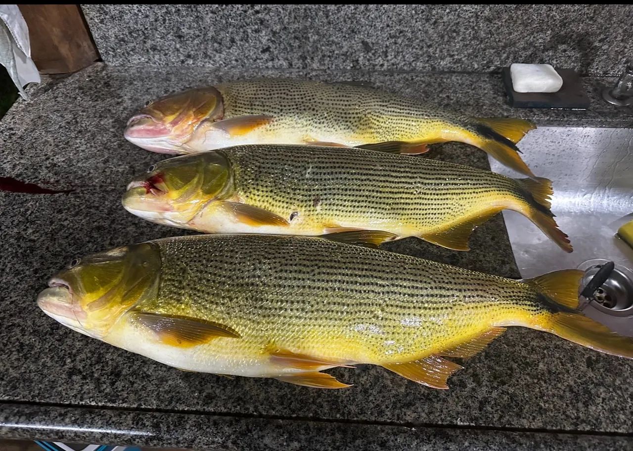 Barco Pesca motor 40 hp - conjunto 2016 - Foto 14