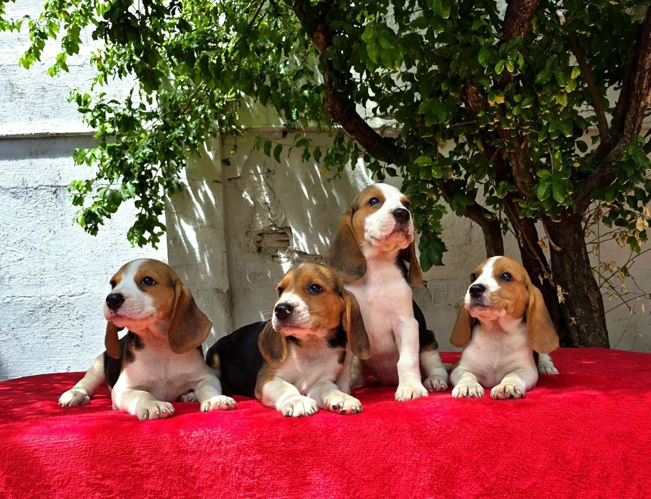 Filhotes de Beagle 13 POLEGADAS, OS MENORES QUE EXITEM - Foto 4