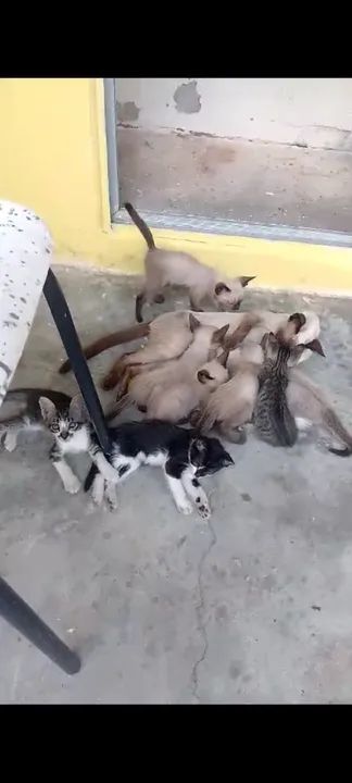 Gatinho lindos e saudáveis para doação  - Foto 5