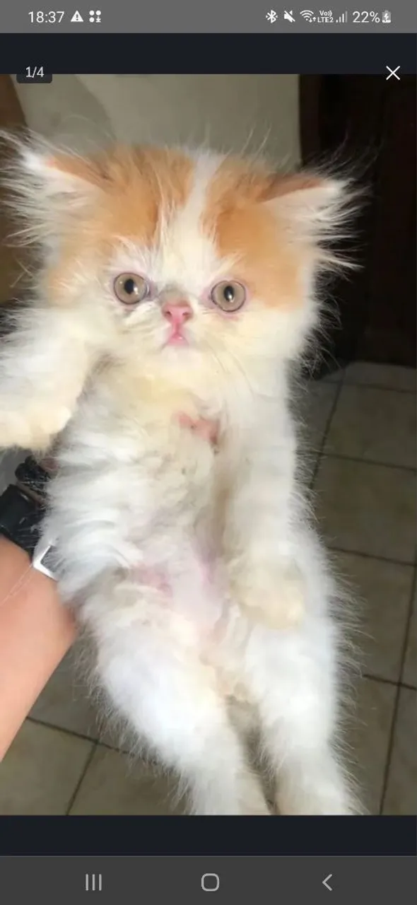 Gatinho Persa