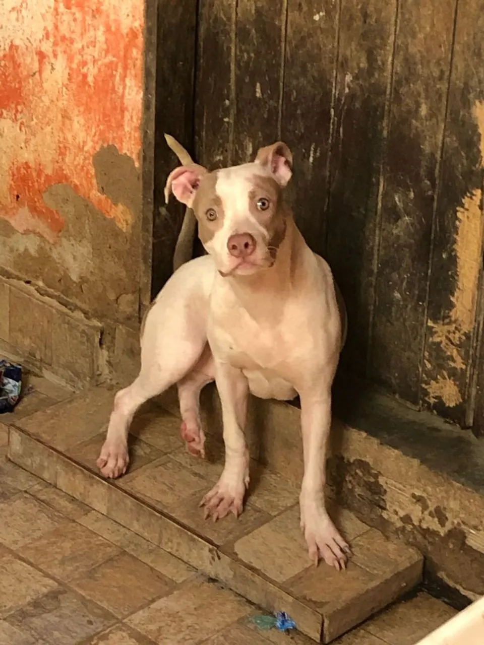 Filhote de Pitbull