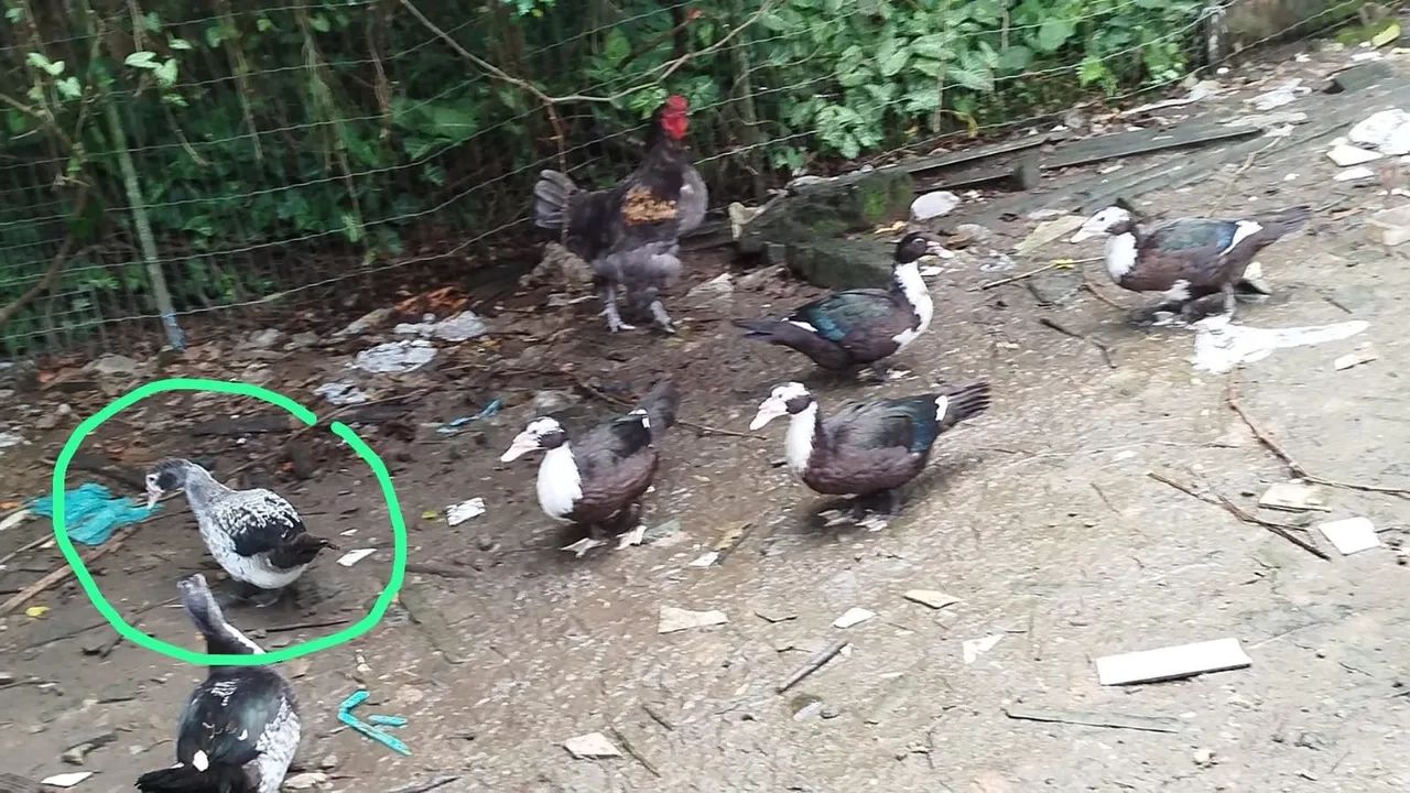 Patas Lindas - R$ 40 cada