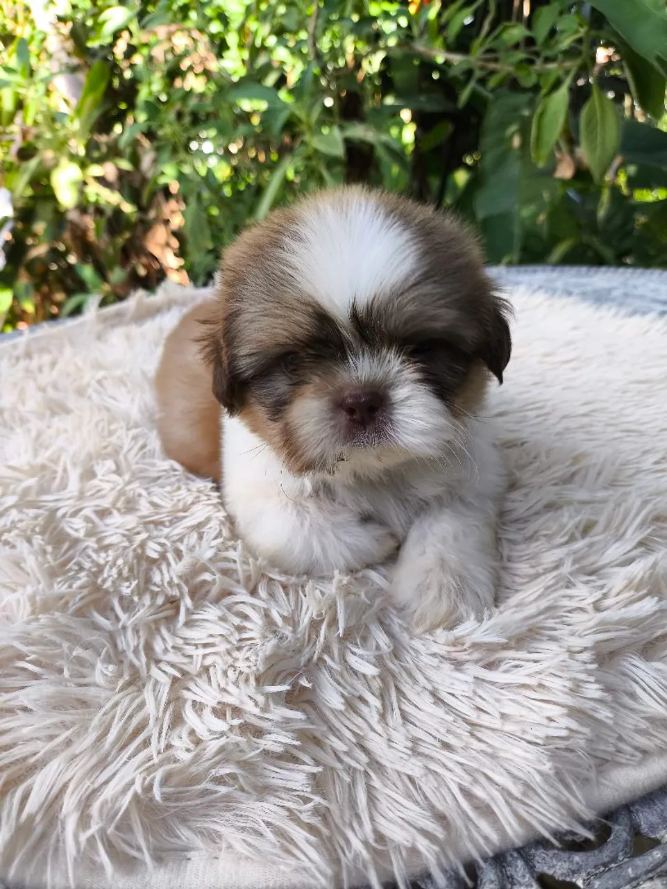 Filhote de shih-tzu machinho