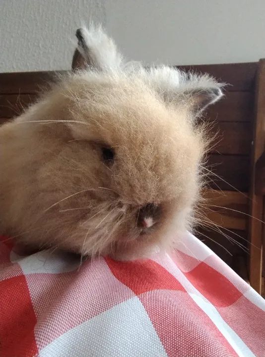 Coelho mini Lion  - Foto 2