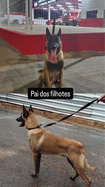 Filhotes de Pastor Belga Malinois - Foto 3