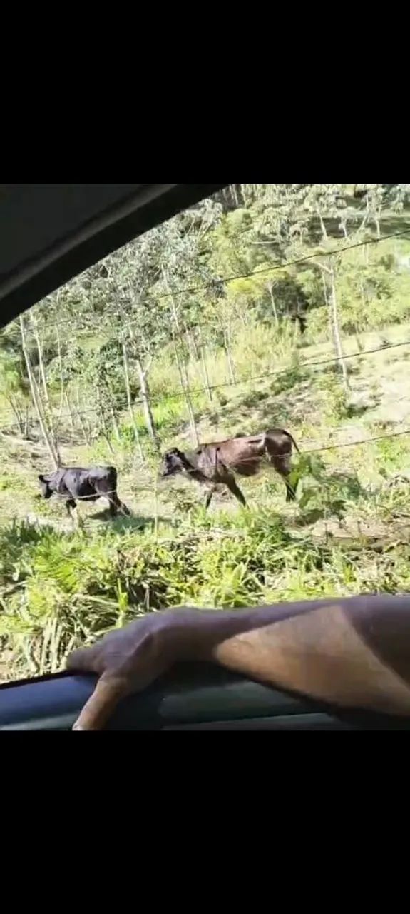 Vendo vaca girolanda  - Foto 2