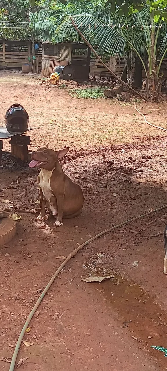 Tenho 2 filhotes macho 