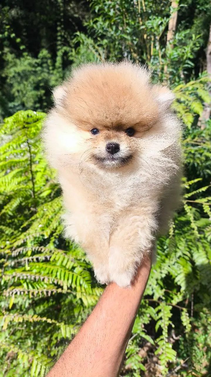 SPITZ ALEMÃO ANÃOZINHO lindos filhotes  - Foto 5