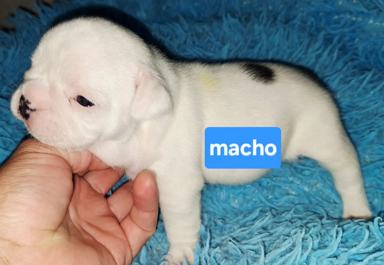 Filhote Machos Bulldog Francês