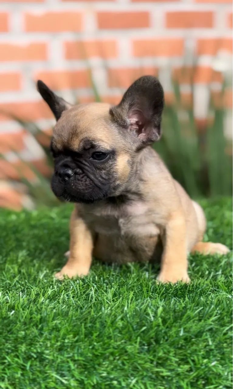 Filhote Bulldog Francês 