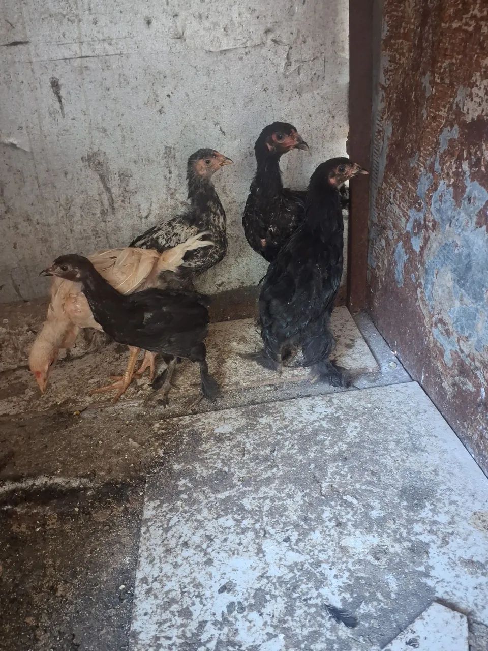Pintinhos Brahma os 5 por 150 - Foto 2