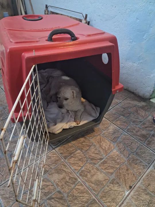 Casa cachorro ou gato  - Foto 3