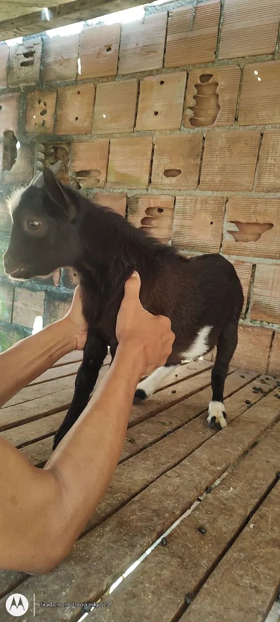 Mini cabrito macho - Foto 3