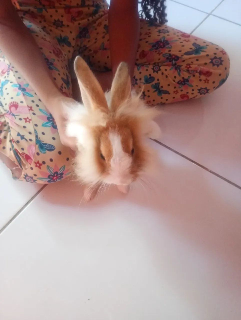 Coelhinho Angorá - Foto 4