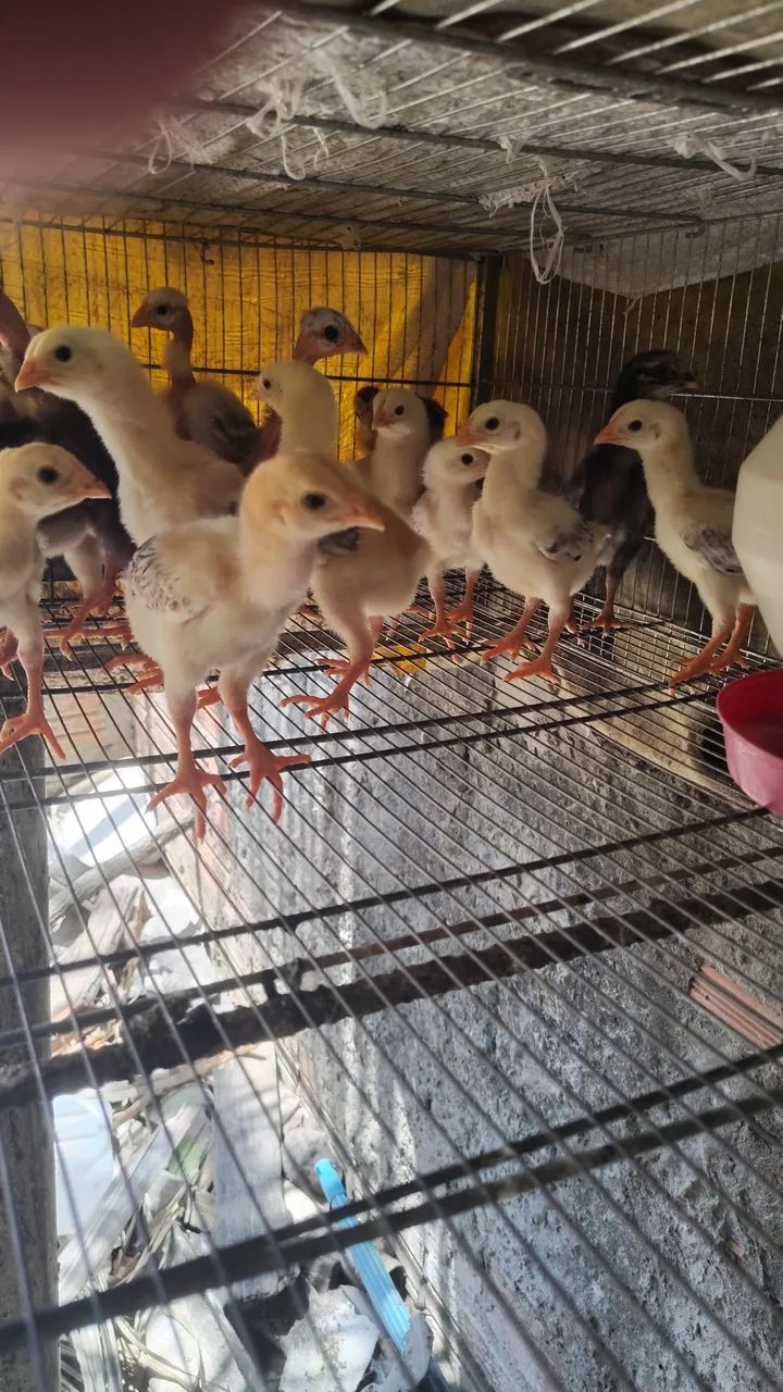 Pintos Índio Gigante e Polaco Gigante  - Foto 2