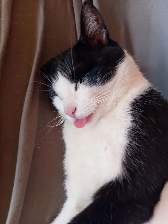 Doa se gata castrada  - Foto 2