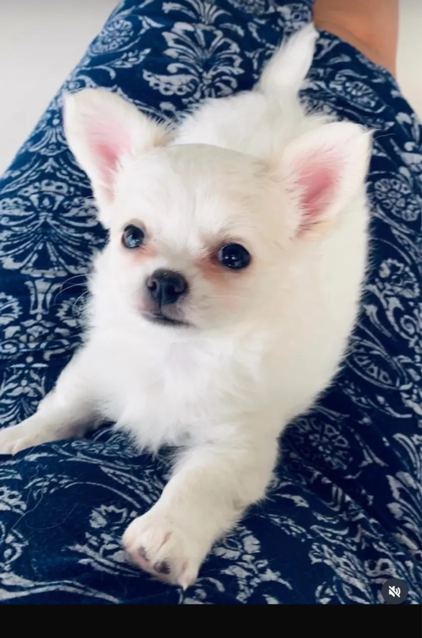 Chihuahua filhote branco