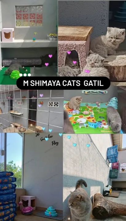 Gatinho British Shorthair Chocolate SP - Foto 4