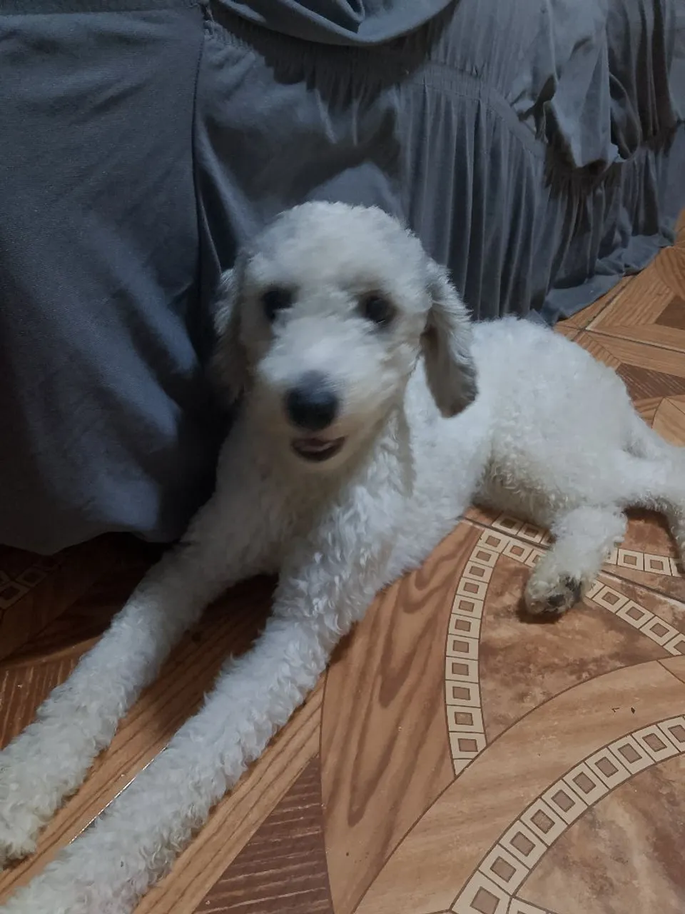 Filhote de Poodle Branco