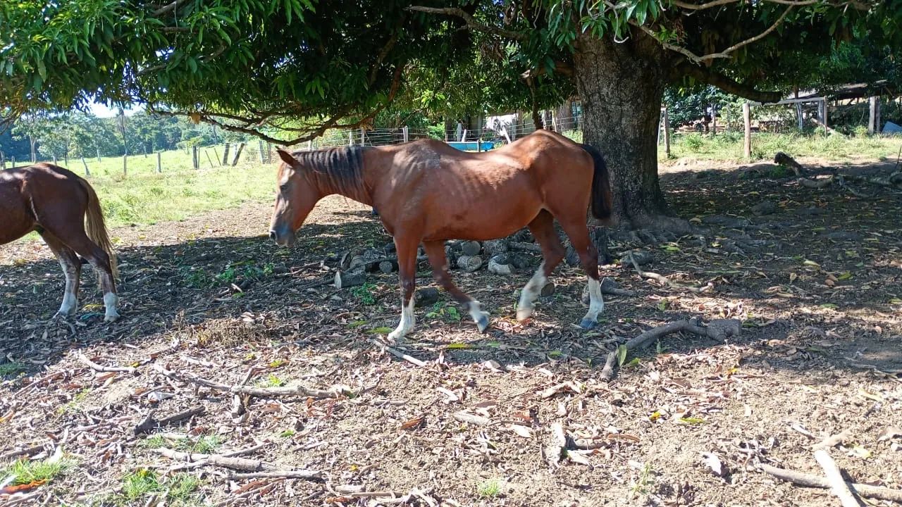 VENDO SITIO PORTEIRA FECHADA  30,6 HECTARES  - Foto 3