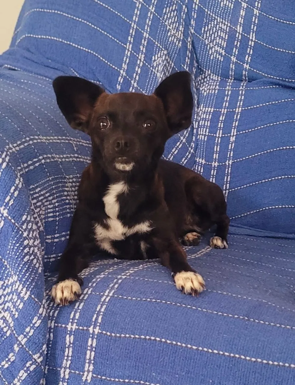 Pinscher procura NAMORADO ZERO