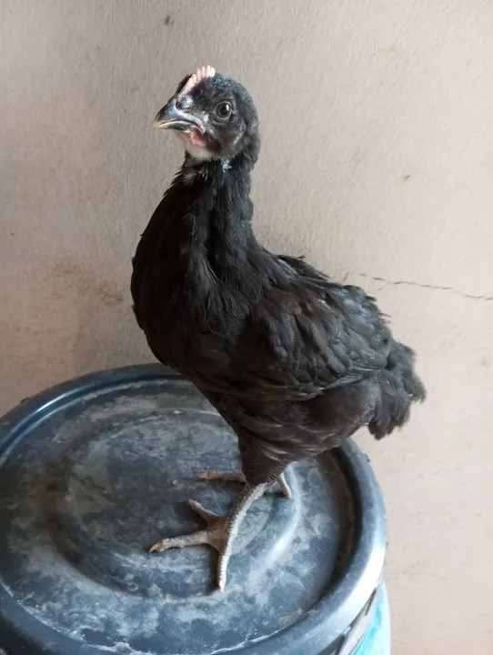Pintinhos de gigante negro de Jessy 