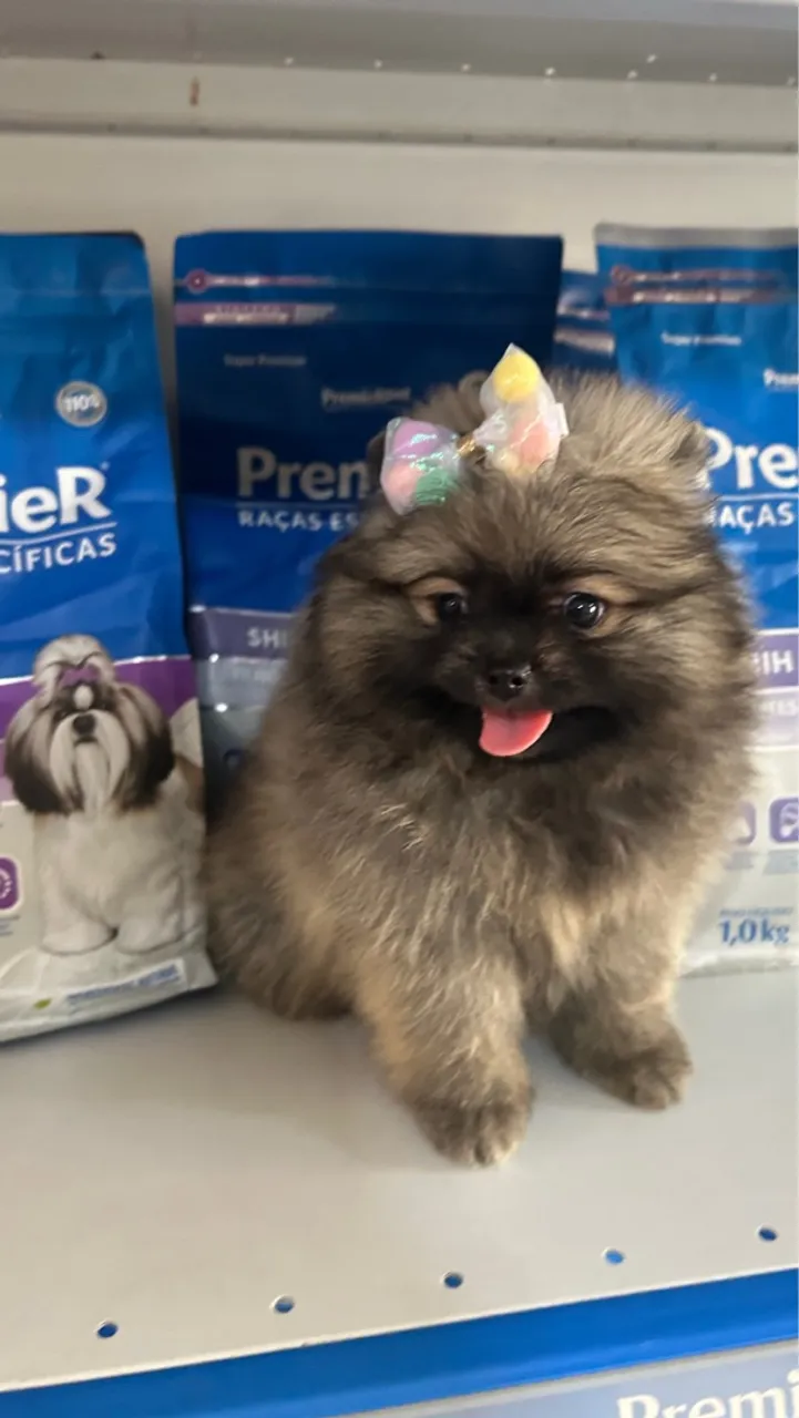 Fêmea lulu da Pomerania - laranja