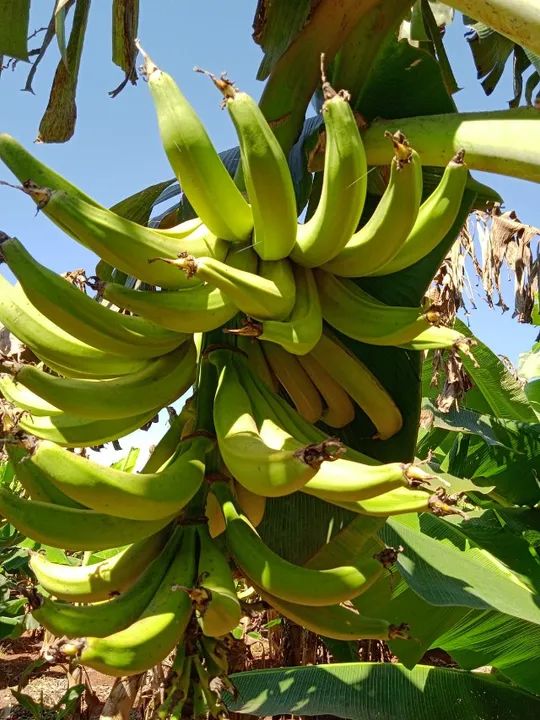 Muda de Banana BRS Terra Anã - Foto 2