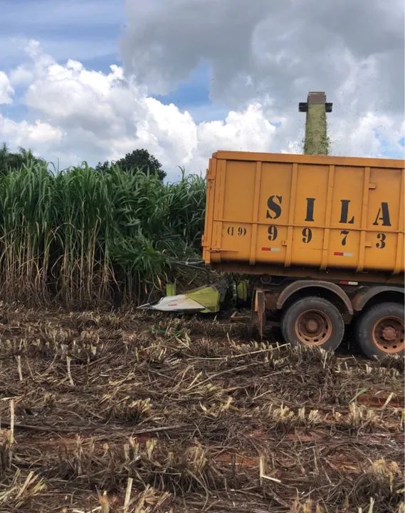 Silagem (leia o anúncio) - Foto 2
